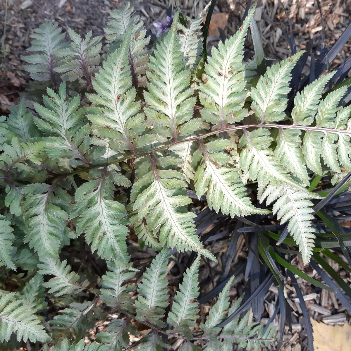 Vente Fougère peinte Metallicum - Athyrium niponicum var. pictum (metallicum)