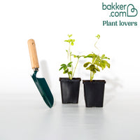 2 Hellébores doubles violettes Ellen