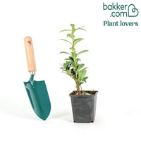 Sarcococca hookeriana humilis