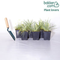 6 Oeillets en mélange