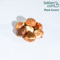 7 Tulipes à fleurs de pivoine Dream Touch