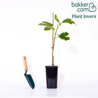 Bakker - Figuier 'Brown Turkey' - Ficus carica brown turkey