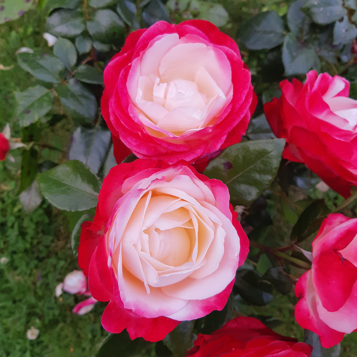 Rosa Nostalgie ® - Rosier buisson Nostalgie ® - Rosiers à grandes fleurs