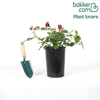 Rosier grimpant Pierre de Ronsard®