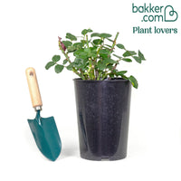 Rosier grimpant 'Santana'