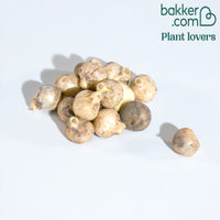 15 Alliums de Bulgarie