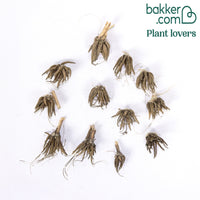 12 Renoncules Picotee Pink