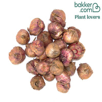 25 Glaïeuls Merlot Ice