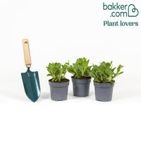 3 Pétunias Lavender Sky