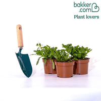 3 Scaevola rose, bleu, blanc en mélange