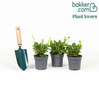 3 Pétunias Royal Sky