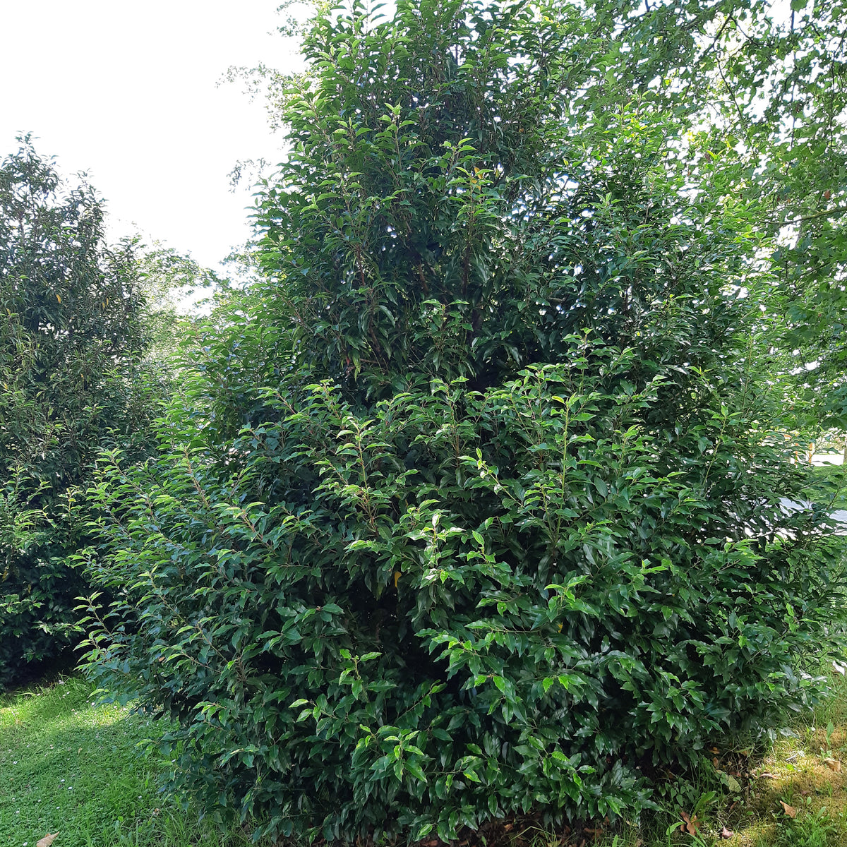 Prunus lusitanica - Laurier du Portugal - Lauriers - Laurus Nobilis