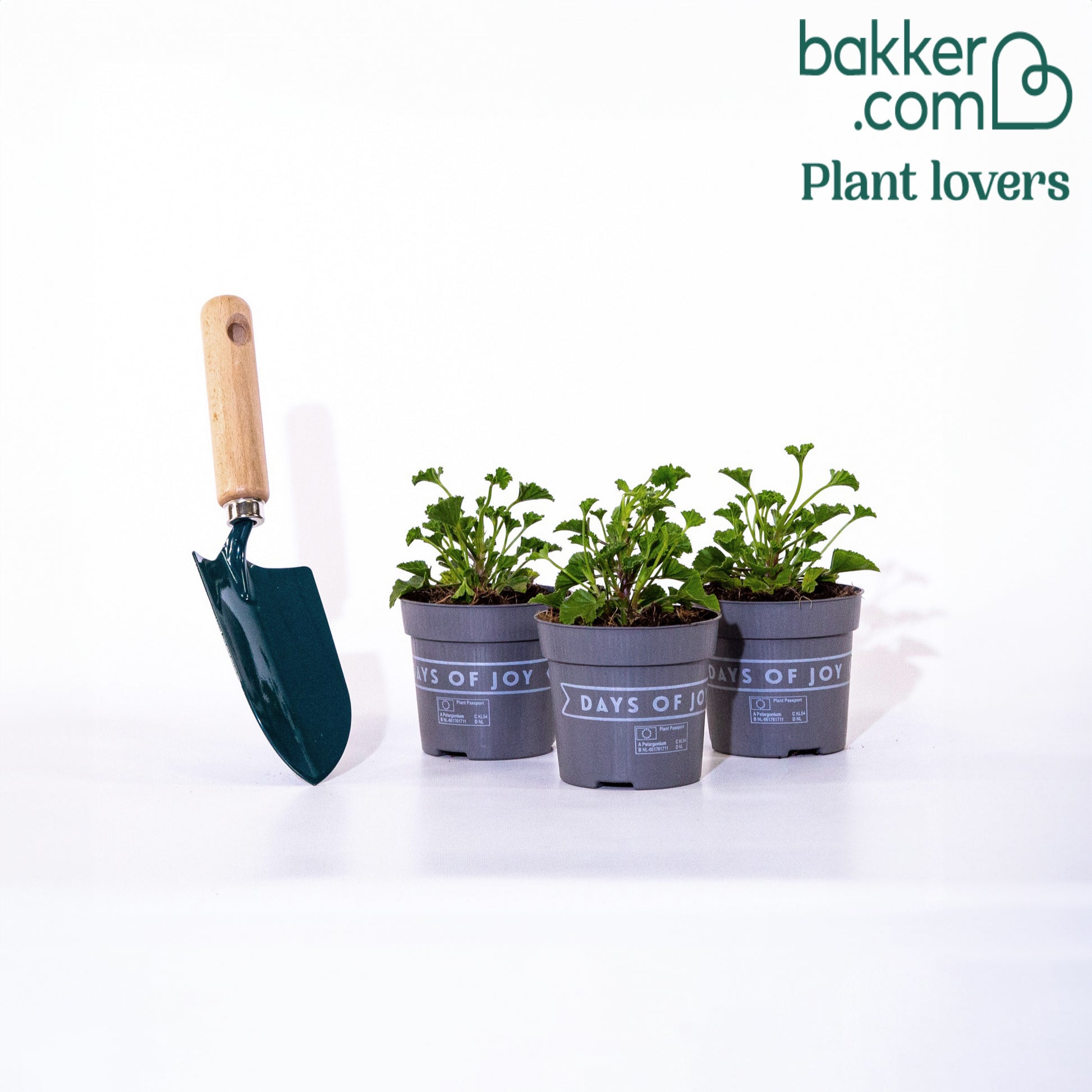 Bakker - 3 Pelargoniums odorants Mosquitaway Lizzy - Pelargonium crispum lizzy