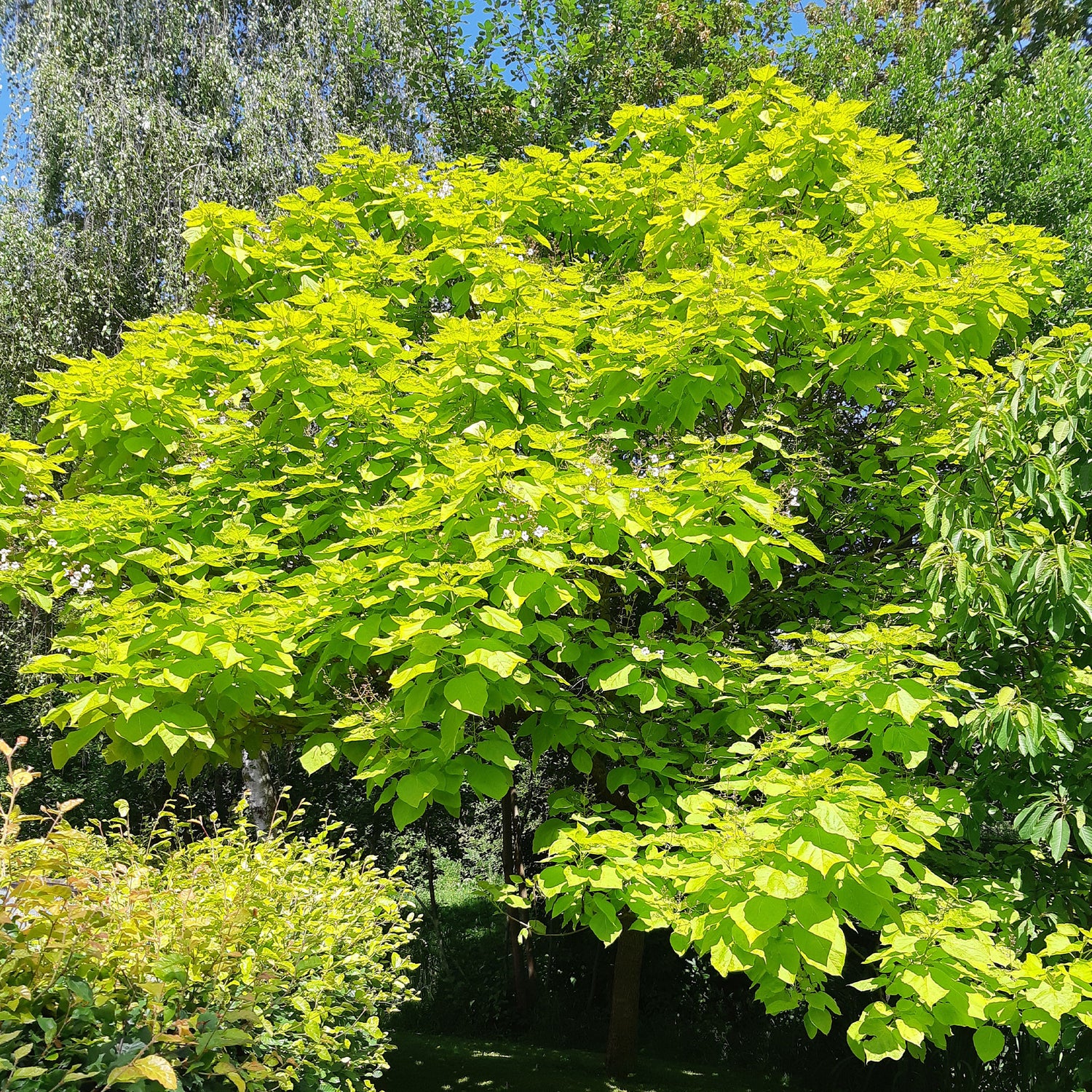 Arbres à trompettes - Catalpa