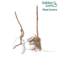 Framboisier remontant Heritage