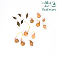 Collection de 15 Oxalis striés