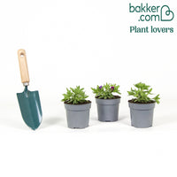 3 Mini-pétunias good night kiss