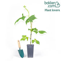 Framboisier remontant Fallgold