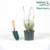 Lavande vraie 'Hidcote'