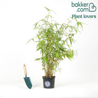 Bambou Fargesia robusta Pingwu non-traçant