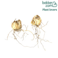 Lys asiatique 'Levi'