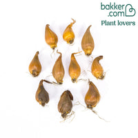 10 Iris de Hollande Frans Hals