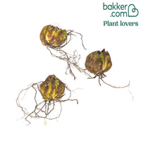 3 Lis asiatique Siberia