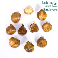 10 Tulipes Sweet candy en mélange