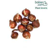 10 Tulipes Triomphe Cadans