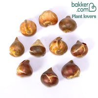 10 Tulipes Triomphe Synaeda blue