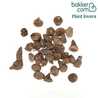 Anémones coronaria roses