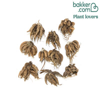 10 Renoncules blanches