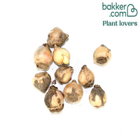 10 Scilles à deux feuilles - Scilla