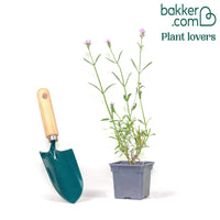 Verveine bonariensis Royal Dreams ®