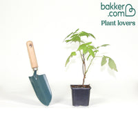 Framboisier remontant Heritage