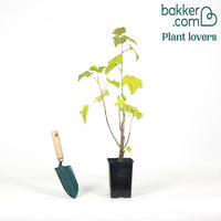 Cassissier à gros fruits Andega