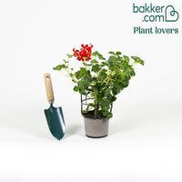 3 Géraniums-lierre rouges