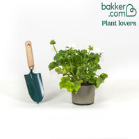 Géraniums à massifs blancs