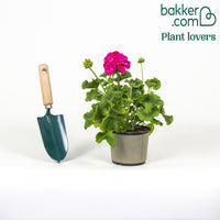 Géranium zonale rose