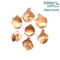 7 Tulipes pretty love