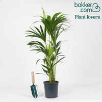 Bakker - Palmier Kentia Howea forsteriana - Howea forsteriana