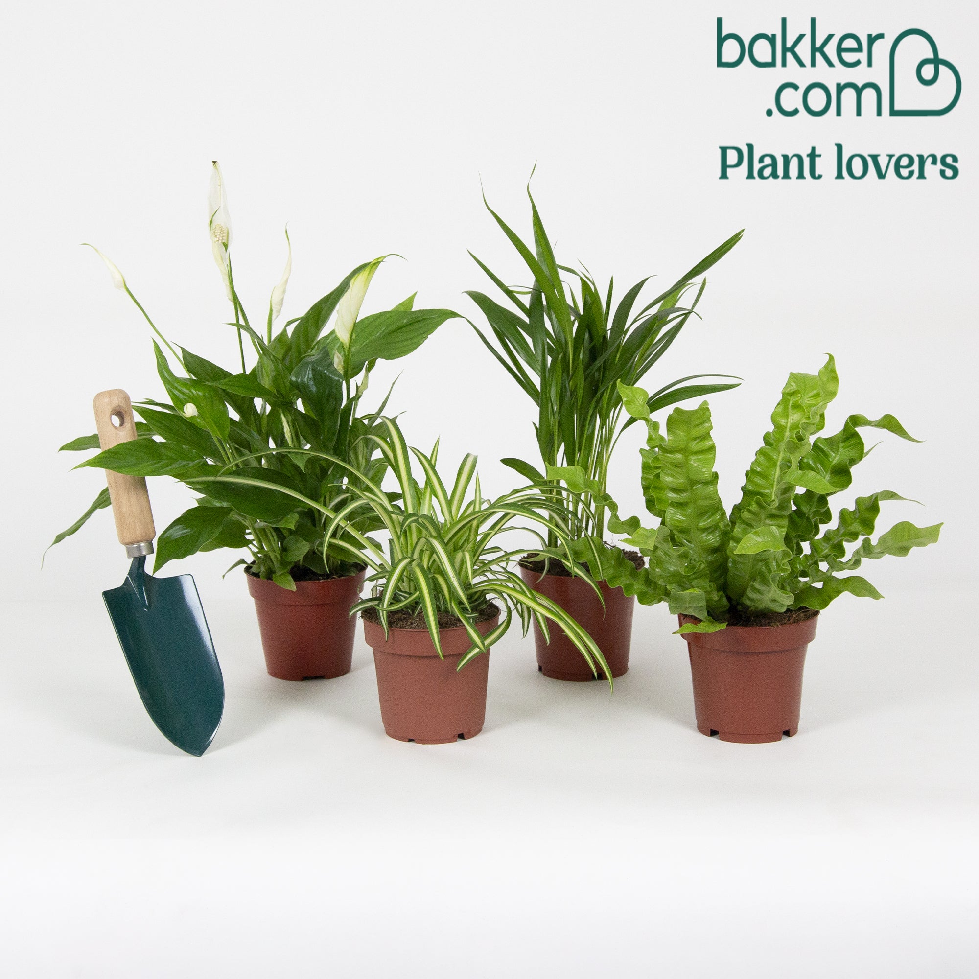 Plantes grasses et plantes retombantes – Bakker.com