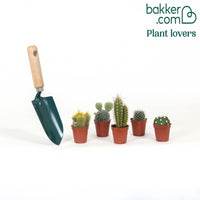 5 cactus en mélange - Mamilaria, Echinocactus, Eriocactus, Opuntiae