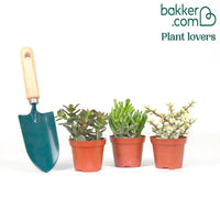 3 Mélanges de crassulas