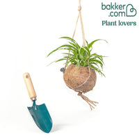 Chlorophythum et son pot en fibre de noix de coco