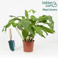 Bakker - Calathea 'Network' - Calathea musaica network