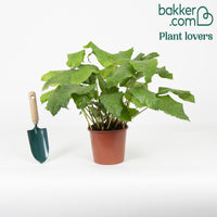 Bakker - Calathea 'Network' - Calathea musaica network