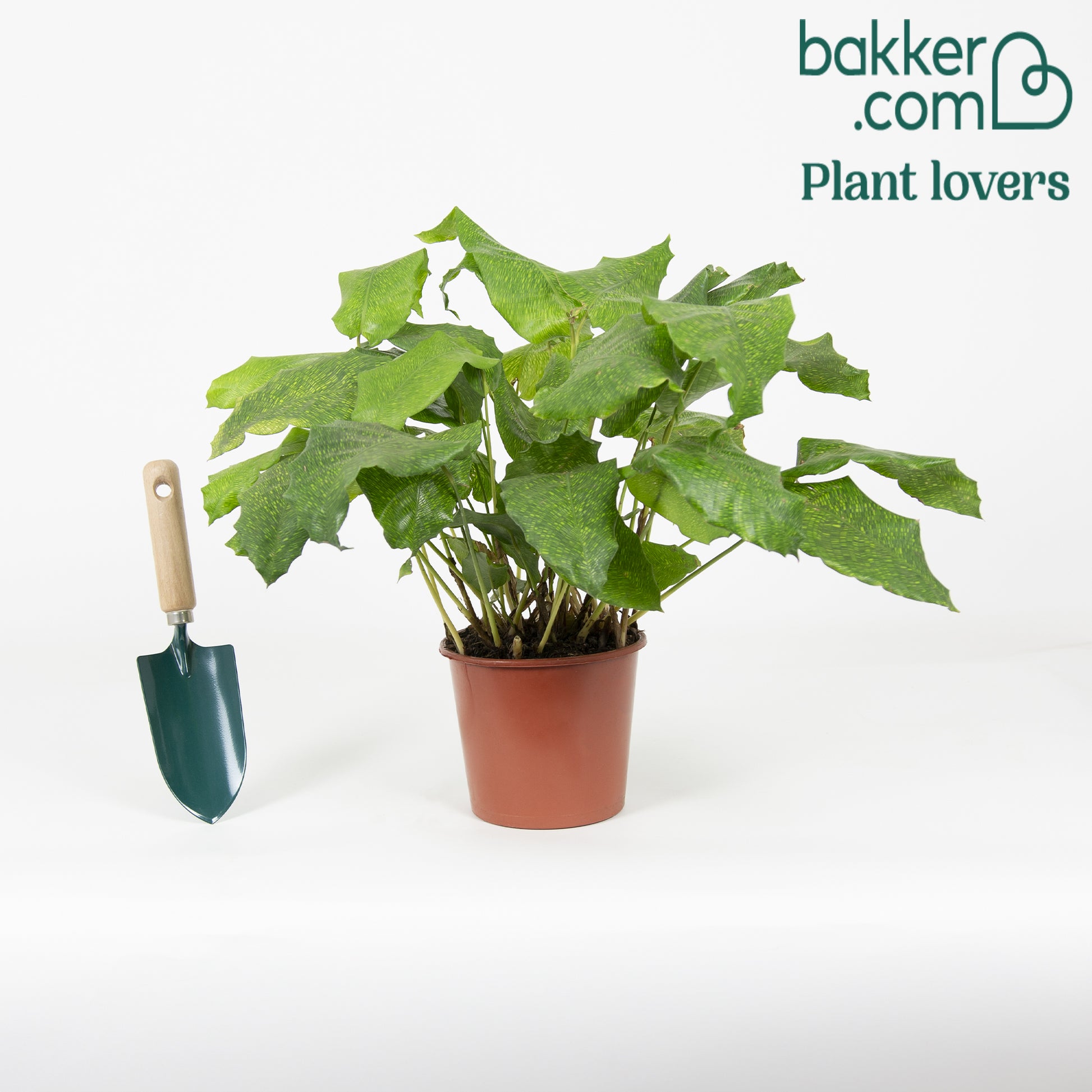 Bakker - Calathea 'Network' - Calathea musaica network