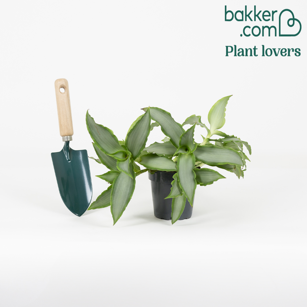 Bakker - Murdannia 'Bright Star' - Bio - Murdannia loriformis bright star
