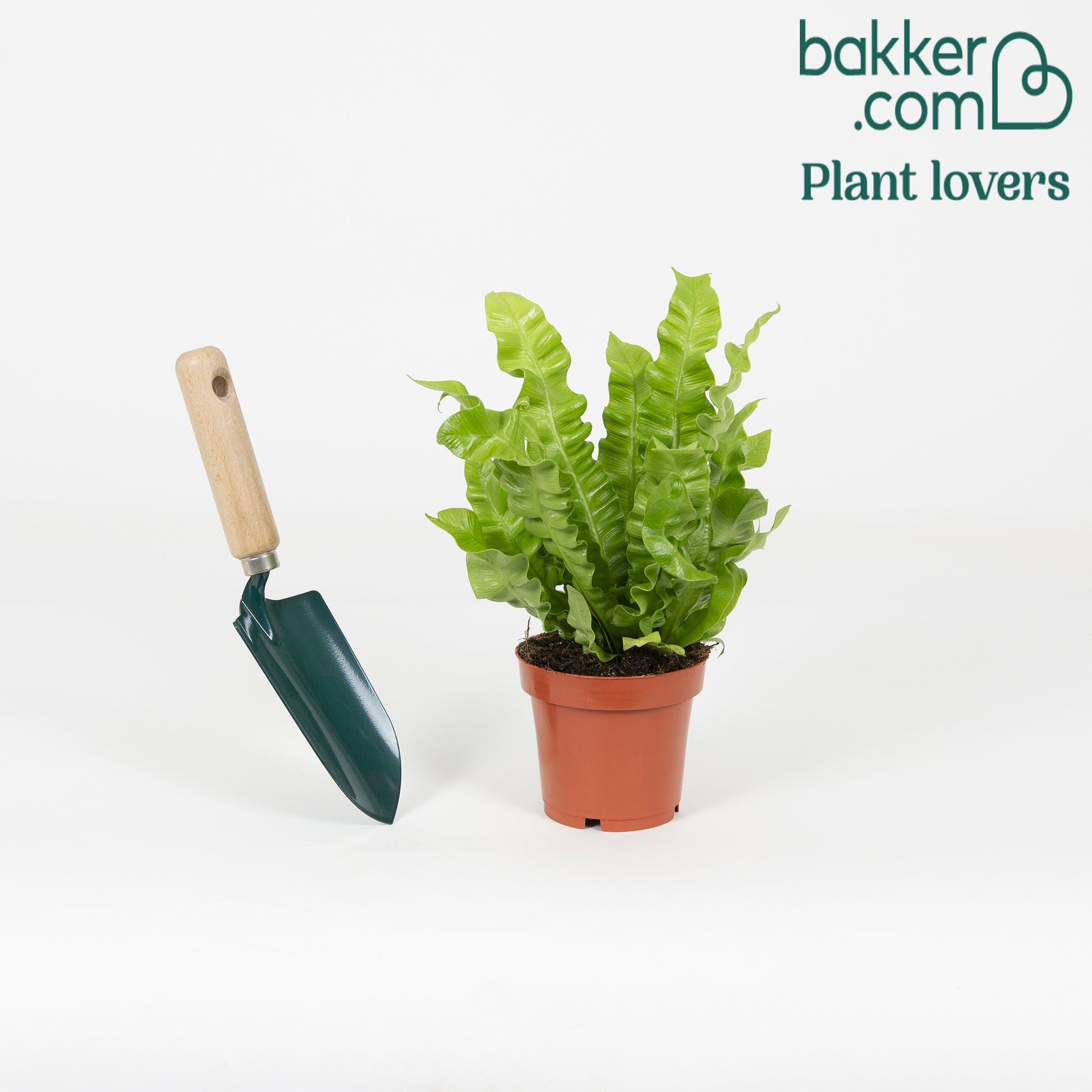 Bakker - Asplénie nid-d'oiseau Asplenium 'Crispy Wave' - Asplenium nidus crispy wave